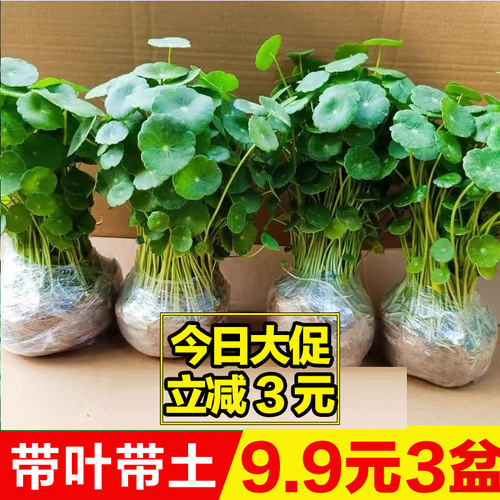 铜钱草四季常青易活水培植物招财