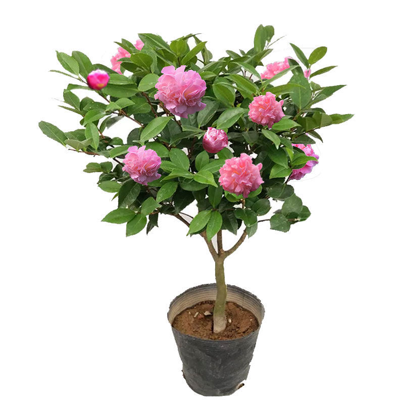 茶花盆栽树苗烈香香妃有香味山茶花庭院室外花卉植物过年阳台新花