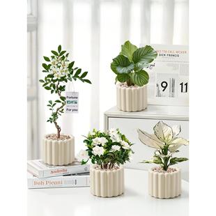 办公室桌面绿植小盆栽室内植物ins奶油风四季懒人好养花卉幼儿园