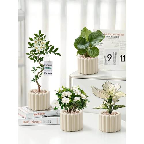 办公室桌面绿植小盆栽室内植物ins奶油风四季懒人好养花卉幼儿园