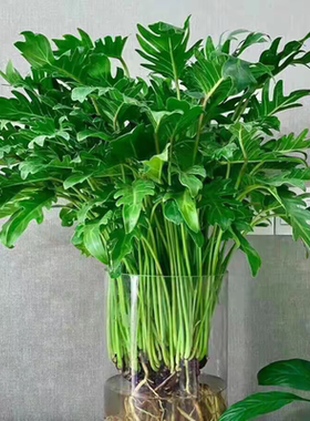 春雨绿植盆栽花卉植物室内易养活龟背竹无土纯羽水培植物室内好养