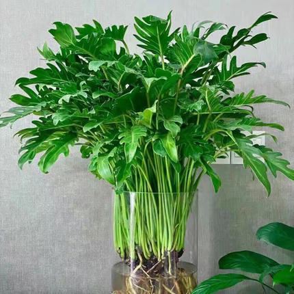 春雨绿植盆栽花卉植物室内易养活龟背竹无土纯羽水培植物室内好养