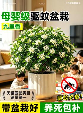 九里香盆栽驱蚊驱虫植物室内外绿植带花苞茉莉花正宗树苗阳台盆景