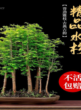 水杉树苗盆栽室内办公室桌面水培植物客厅落羽杉盆景四季常青绿植