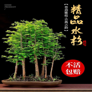 水杉树苗盆栽室内办公室桌面水培植物客厅落羽杉盆景四季常青绿植