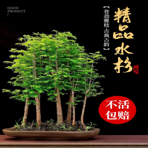 水杉树苗盆栽室内办公室桌面水培植物客厅落羽杉盆景四季常青绿植