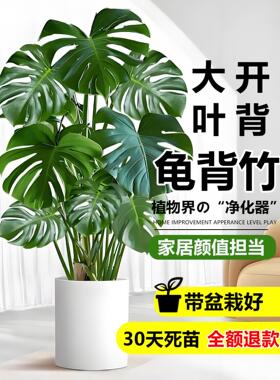 龟背竹盆栽大叶开背老桩客厅办公室内植物大型净化空气好养活绿植