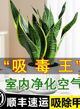 金边虎皮兰盆栽花卉绿植水培植物室内好养易活多肉吸除甲醛虎尾兰