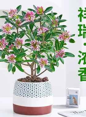 金边瑞香盆栽浓香型带花苞室内客厅阳台年宵花大苗四季花卉植物