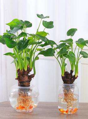 水培植物千手观音盆栽净化空气室内大叶滴水观音龟背竹绿植吸甲醛