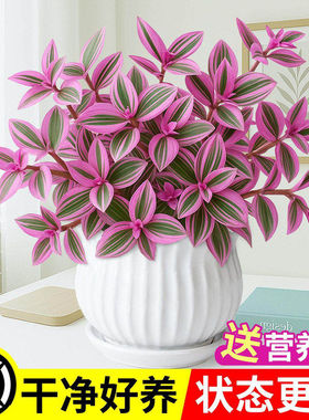 油画婚礼吊兰大盆多肉花卉室内阳台绿植盆栽水培油画吊兰耐寒植物