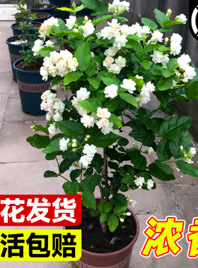 独杆虎头茉莉花苗盆栽四季开花树苗老桩带花苞花卉绿植物室内好养