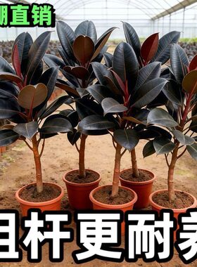 橡皮树黑金刚盆栽花盆栽客厅室内高大叶南北方常青绿植物净化空气