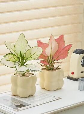 办公室桌面绿植盆栽室内客厅吉利红四季好养发财树虎皮兰卧室奶油