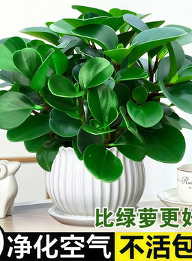 大盆碧玉盆栽豆瓣绿多肉植物室内桌面绿植净化空气四季常青好养活