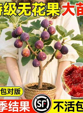 无花果树盆栽大果带叶盆栽矮化老桩当年结果南北方阳台庭院地栽