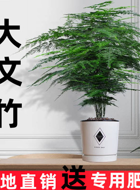 大文竹盆栽植物室内大型盆景吸除甲醛四季常青绿植花卉好养种易活