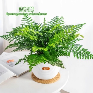 吉姆蕨盆栽网红蕨类植物办公室绿植室内欧洲蕨平安蕨宝石蕨铁线蕨