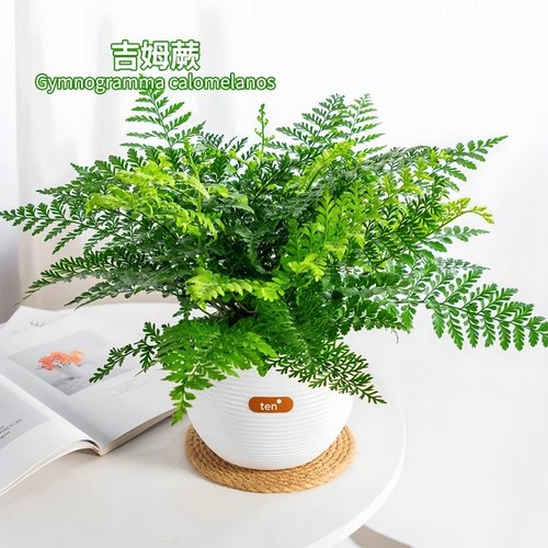 吉姆蕨盆栽网红蕨类植物办公室绿植室内欧洲蕨平安蕨宝石蕨铁线蕨