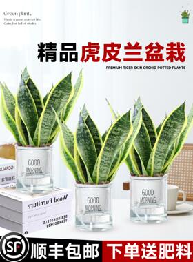 金边虎皮兰盆栽多肉易活水培植物绿植办公室内花卉大全客厅虎尾兰