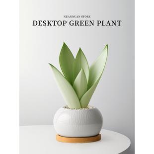 白玉虎皮兰绿植物小花盆栽名贵稀有品种办公室内桌面客厅高端好养