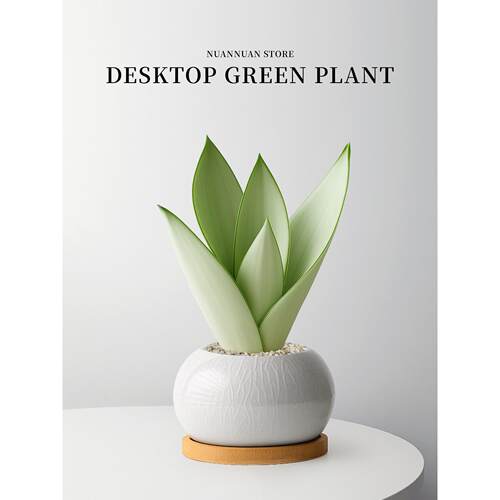 白玉虎皮兰绿植物小花盆栽名贵稀有品种办公室内桌面客厅高端好养