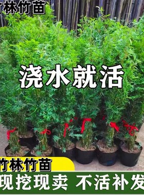 米竹盆栽丛生凤尾竹庭院植物阳台水培绿植观音竹好养盆景青竹子苗