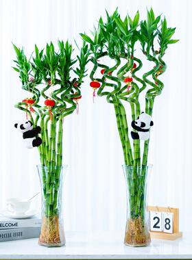 带根转运竹富贵竹植物水养客厅室内文昌竹龙竹观音竹盆栽水培绿植