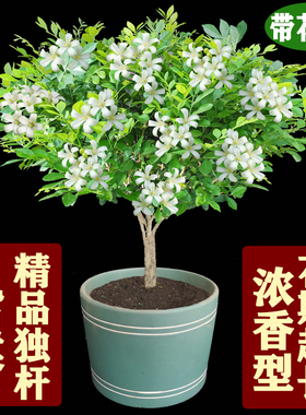 九里香花盆栽四季树苗老桩七里香苗易养开花浓香室内阳台庭院植物