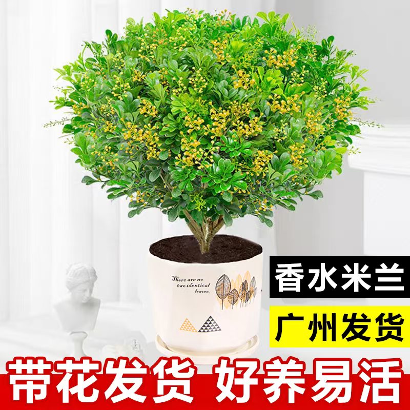 香水米兰花盆栽树苗带花苞花卉绿植室内客厅阳台驱蚊好养易活植物