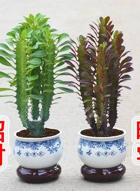 招财镇宅龙骨植物盆栽办公室室内客厅净化空气玉麒麟花卉植物