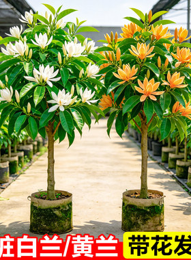 白兰花盆栽带花苞玉兰花树苗黄角兰室内庭院四季花卉绿植浓香植物