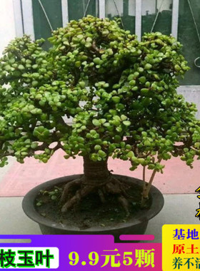 多肉植物金枝玉叶雅乐之舞肉肉老桩大颗好养开花室内花卉盆栽盆景