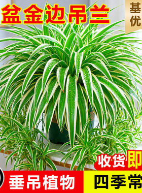 大盆金边吊兰盆栽吊兰室内垂吊阳台植物去甲醛四季好养花绿植水培