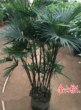 招财树棕竹盆栽室内绿植棕榈苗耐旱耐寒植物室外盆景四季常青绿化