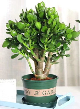 玉树盆栽老桩大叶红边玉树树苗精品多肉植物大颗好养室内花卉绿植