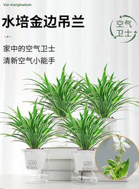 金边吊兰盆栽室内植物花卉新房家用净化空气吸除甲醛水培垂吊绿植