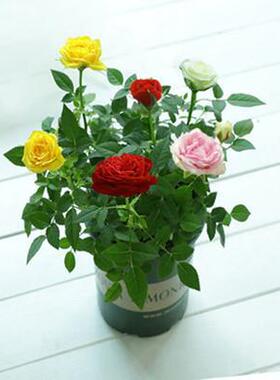 迷你钻石小玫瑰花苗盆栽带花苞室内阳台多季开花不断好养植物花卉