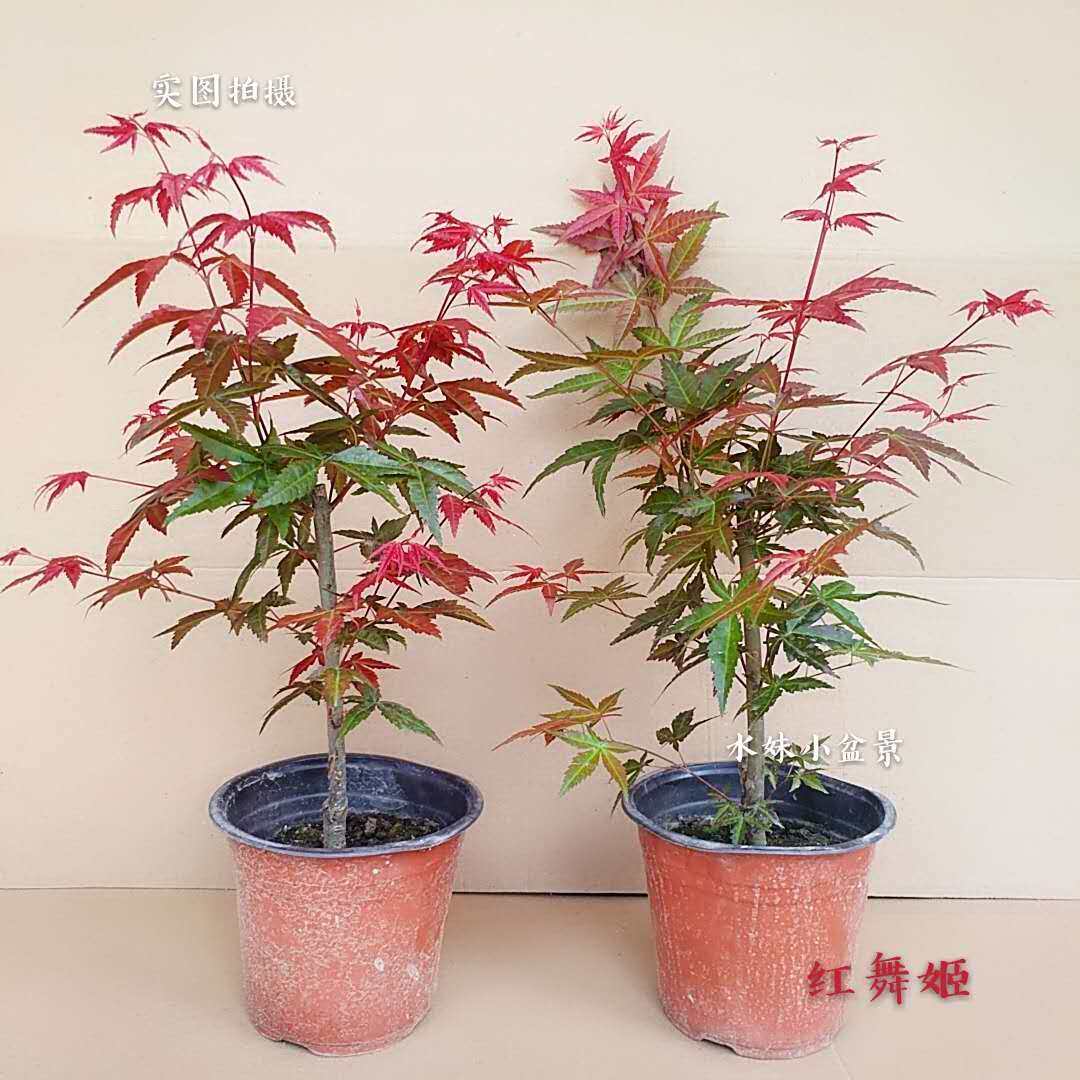 庭院植物红枫树苗盆栽花园阳台室内四季耐寒绿植日本红舞姬鸡爪槭图片