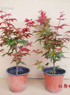 庭院植物红枫树苗盆栽花园阳台室内四季耐寒绿植日本红舞姬鸡爪槭