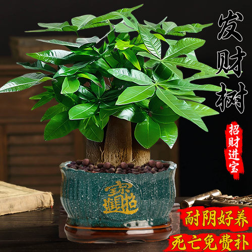 发财树小盆栽大绿植办公室内除甲醛花卉客厅好养旺宅植物桌面盆景