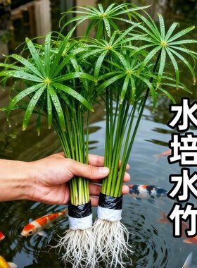 水竹水培植物旱伞草鱼缸造景净化水质水草水生植物鱼池塘龟缸绿植