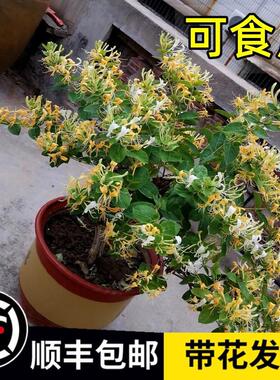 金银花树苗爬藤浓香四季开花卉盆栽阳台庭院植物老桩带花苞可食用