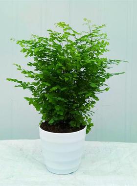 铁线蕨盆栽植物办公室新房花卉室内绿植