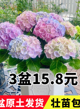 绣球花苗大花植物无尽夏开花好养的花四季不断盆栽花卉植物室内花