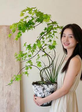流泉枫客厅花卉绿植庭院日本枫树盆栽造型盆景黄金流泉枫办公室花