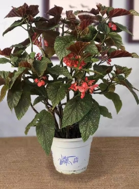 四季开花竹节海棠秋海棠 盆栽花卉观花植物室内迷你盆栽