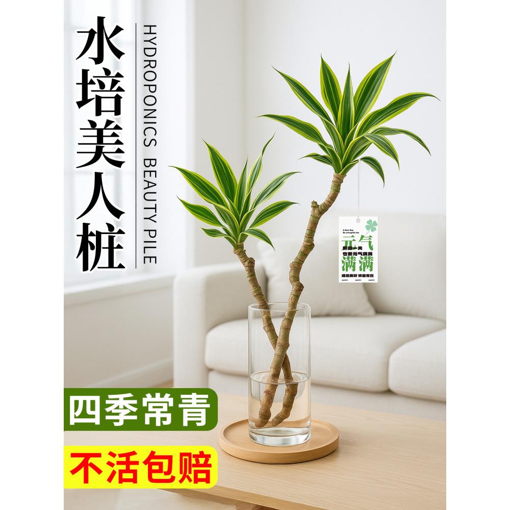 美人桩巴西铁水培水养室内绿植盆栽四季常青好养易活客厅高端植物图片