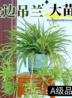 金边吊兰垂吊植物四季好养活绿植室内盆栽客厅阳台吊篮好养花卉