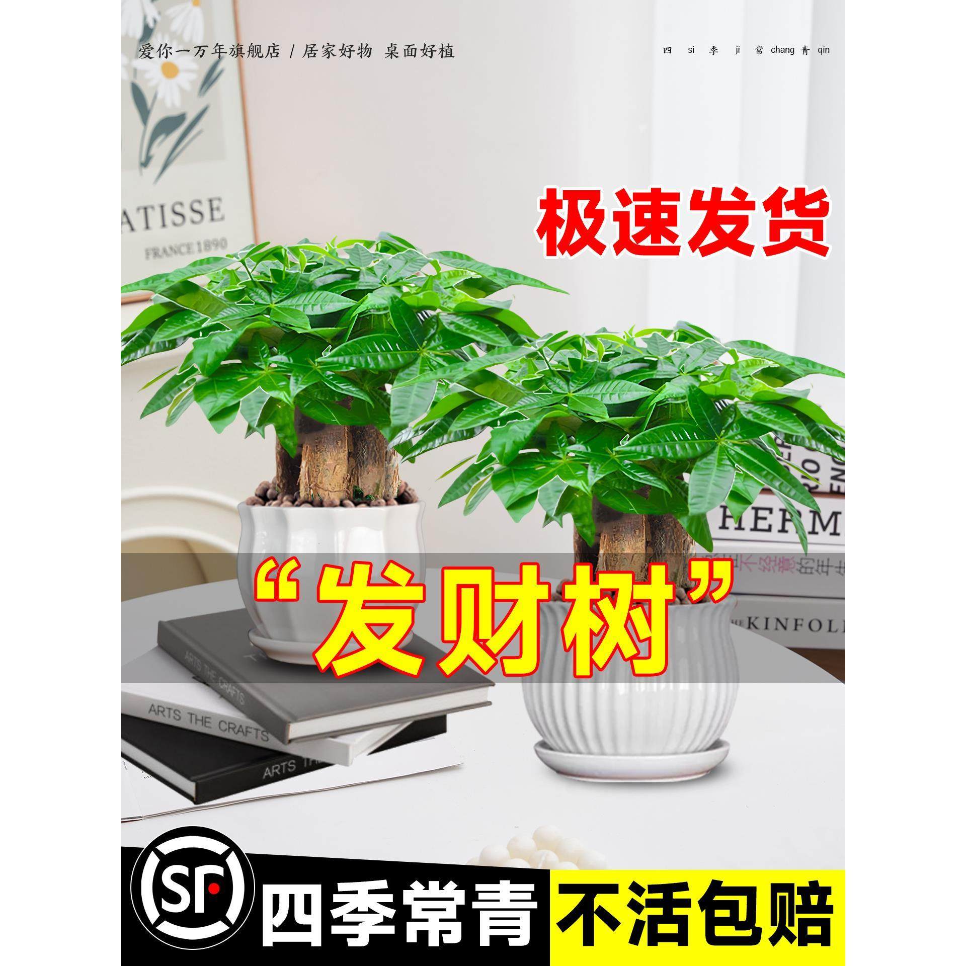 发财树小盆栽客厅花卉绿植物办公室内文竹水培招财树盆景四季好养,家居饰品,桌面摆件,淘宝优惠券,粉丝福利购,淘宝优惠卷